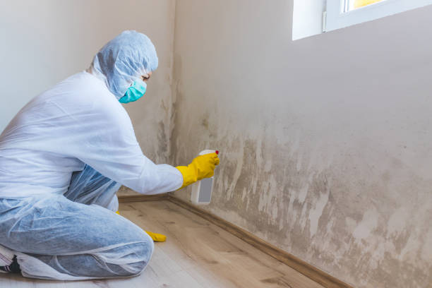 Licensed Basement Mold Remediation service in Marco Island, FL - WQB Mold Removal
