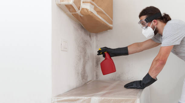 Professional Basement Mold Remediation technician working in Marco Island, FL